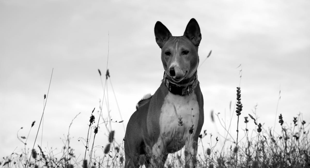 Basenji