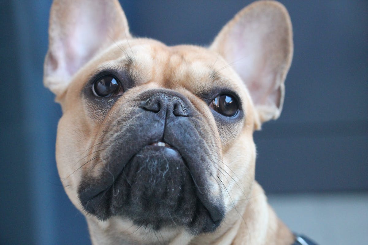 Bouledogue Français