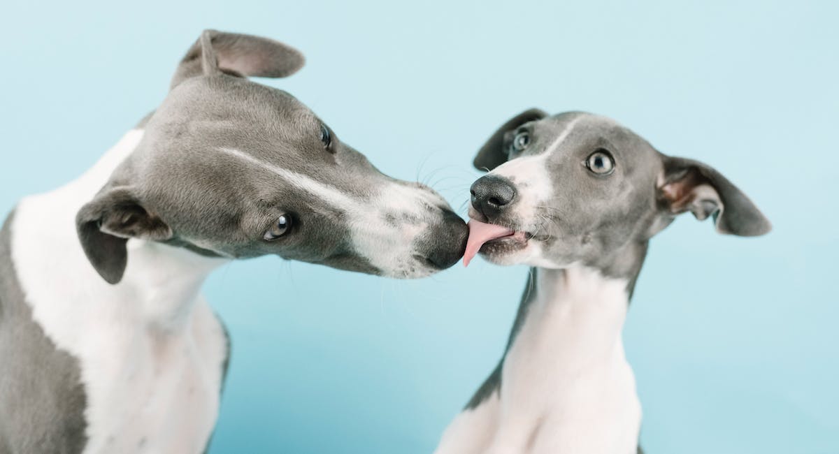 Whippet