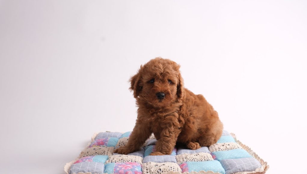 chiens les plus petits