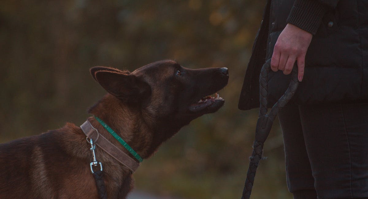 Malinois Belge