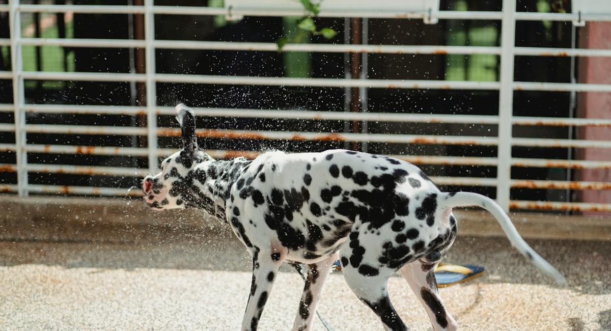 Dalmatien