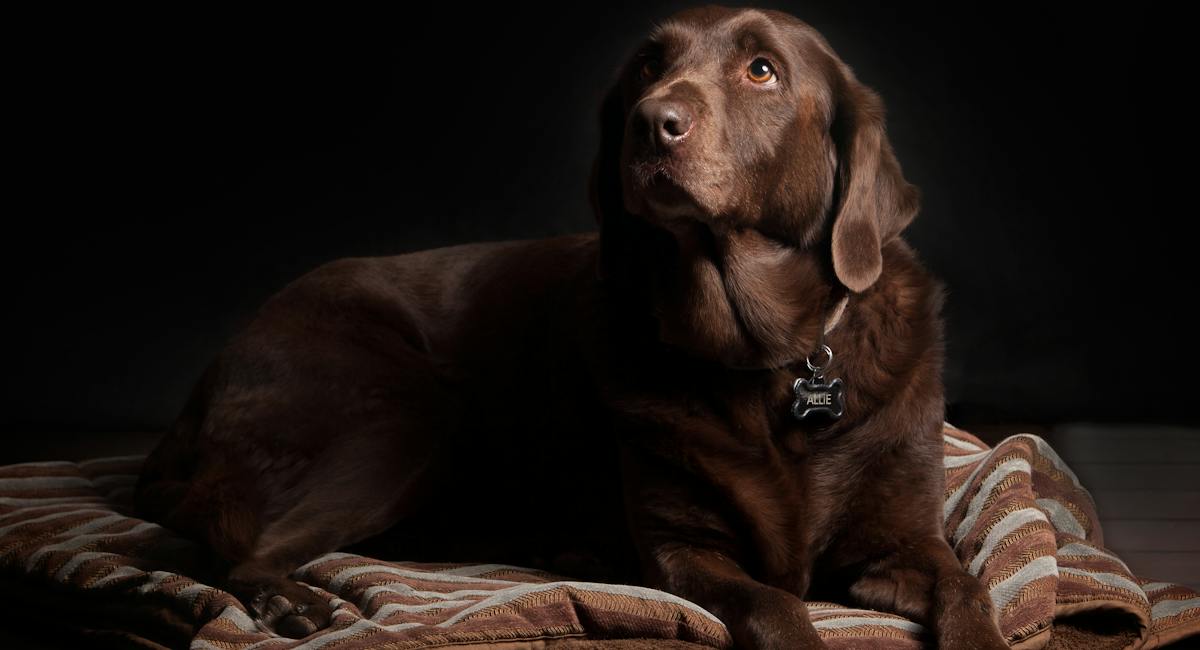 Labrador retriever