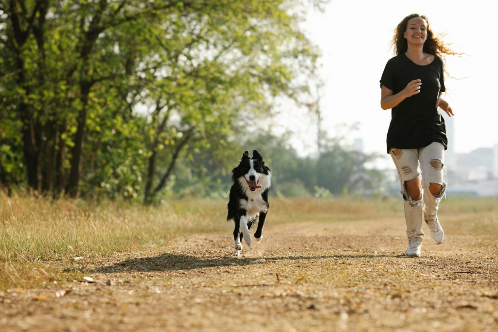 Border Collie