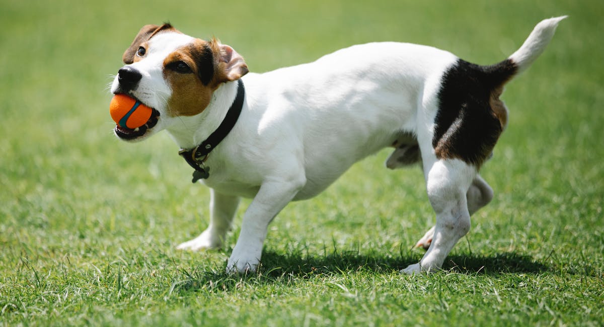 Jack Russell Terrier