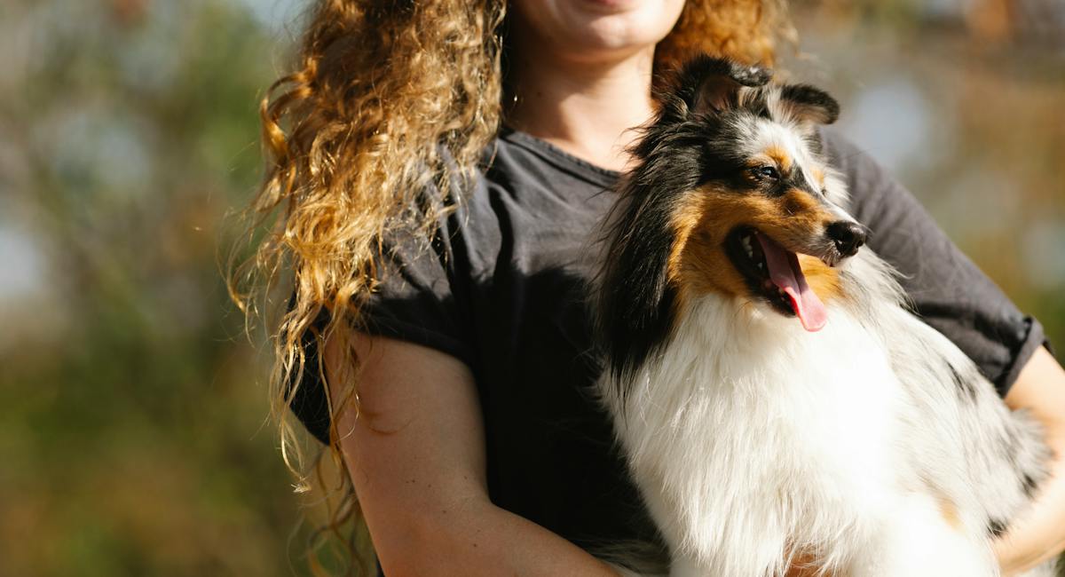 Shetland sheepdog