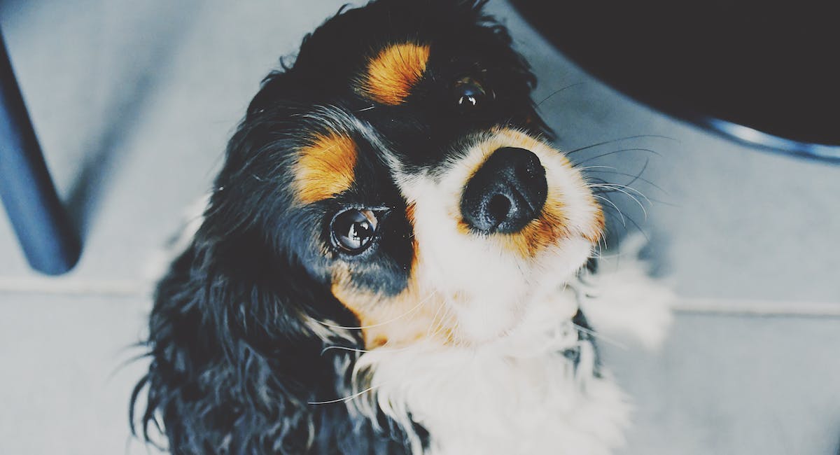 Cavalier King Charles Spaniel