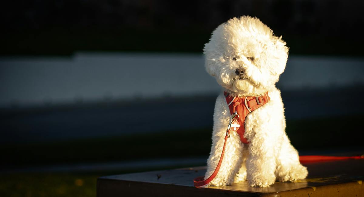 Bichon Frisé