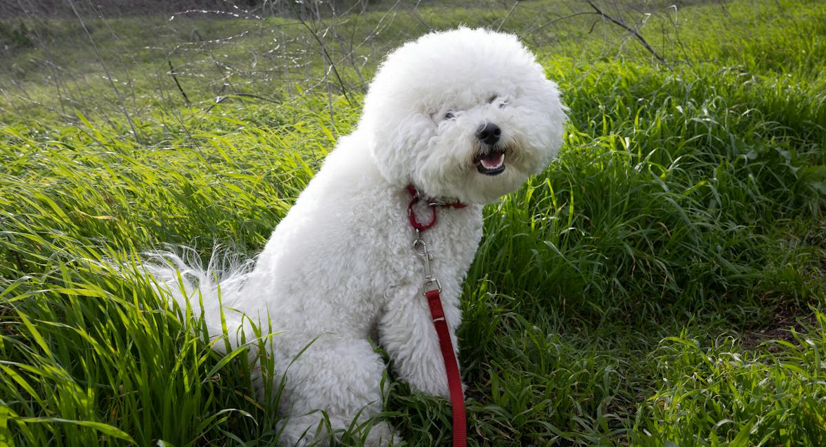 Bichon frisé