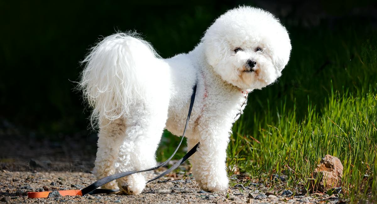 Bichon frisé