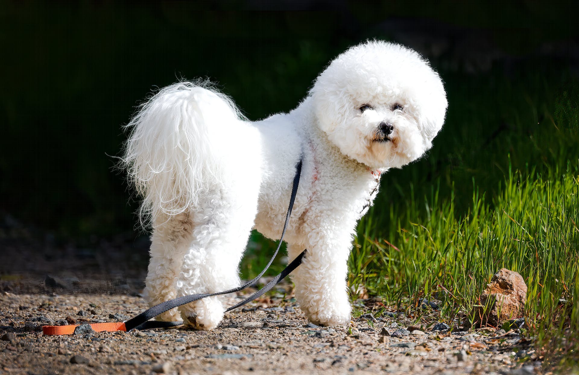 Bichon Frisé