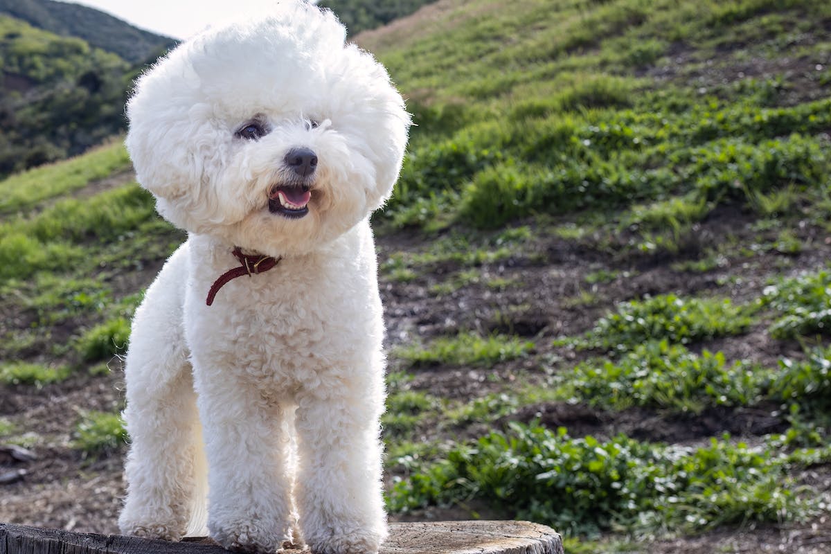 Bichon Frisé 