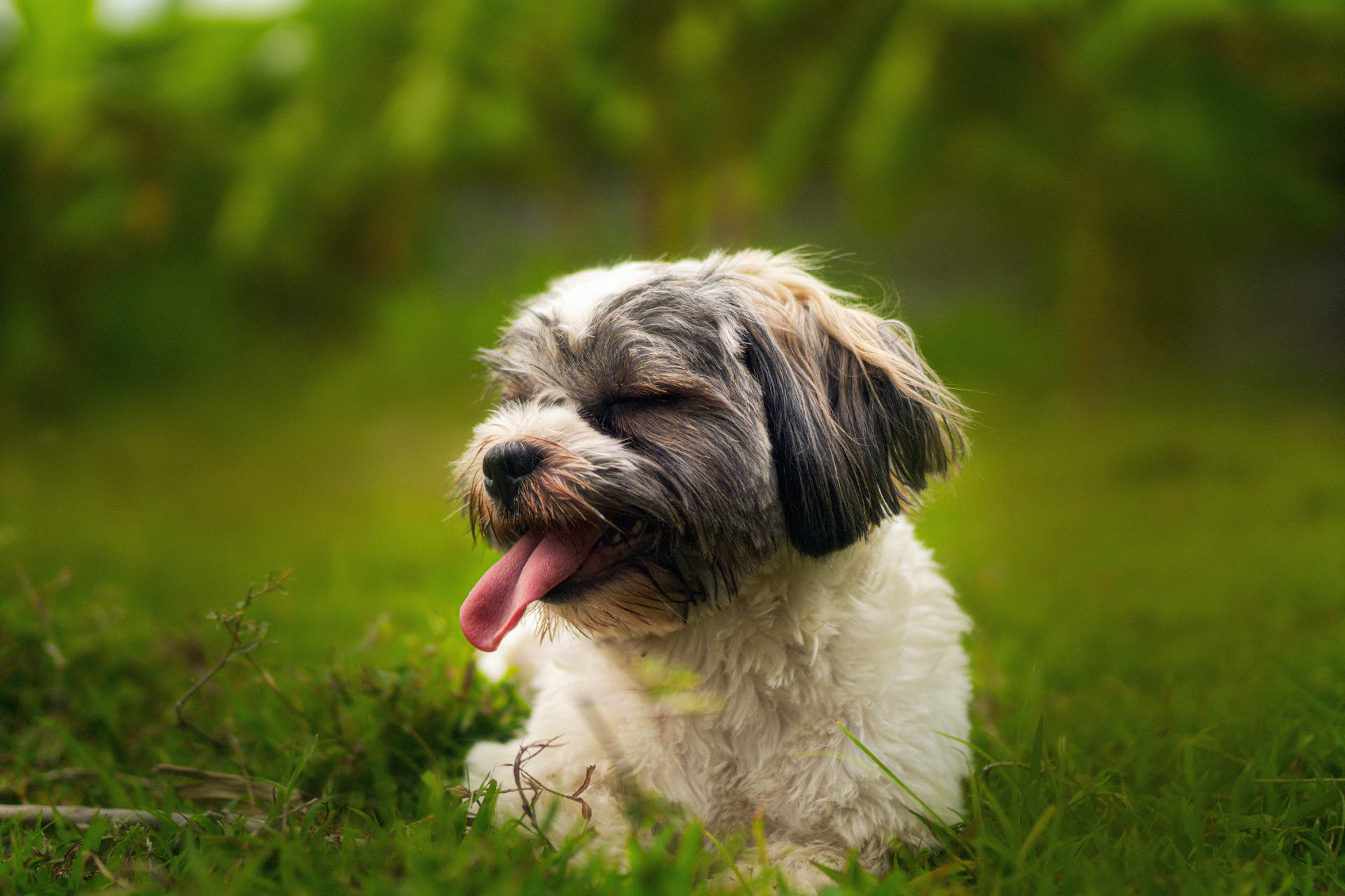 Le Shih Tzu