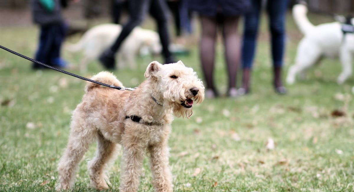 Caniche