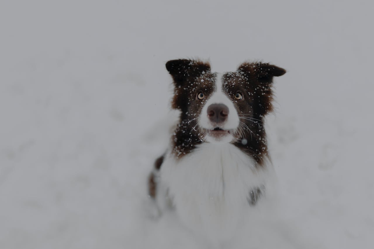 Le Border Collie