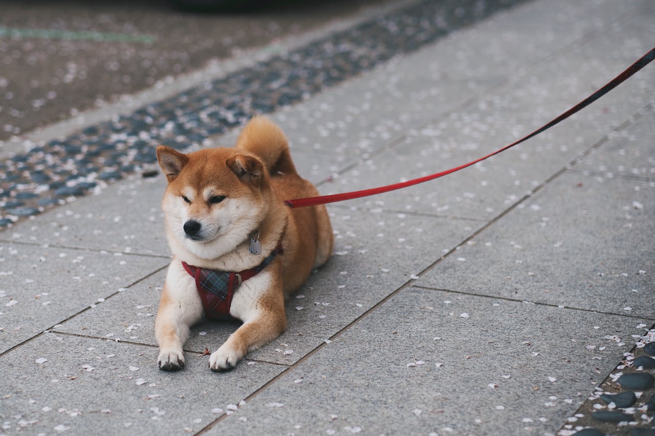Shiba Inu au caractère de cochon