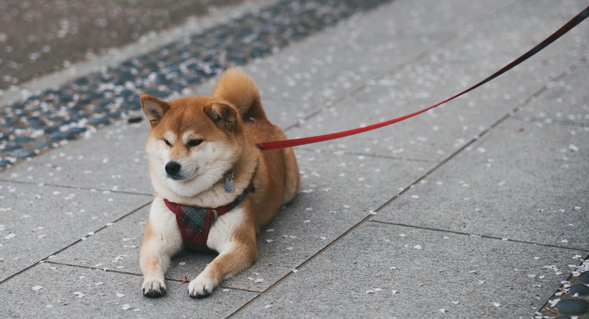 Shiba inu