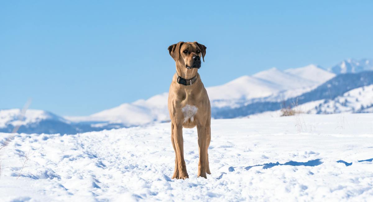 Rhodesian Ridgeback