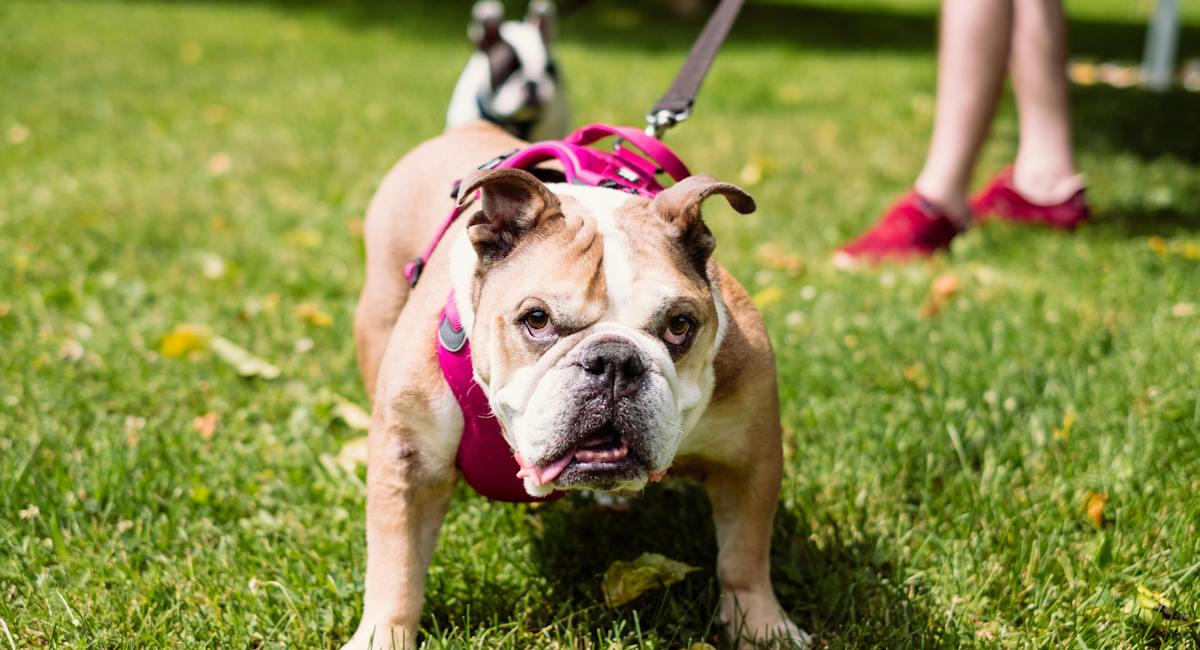 bulldog anglais