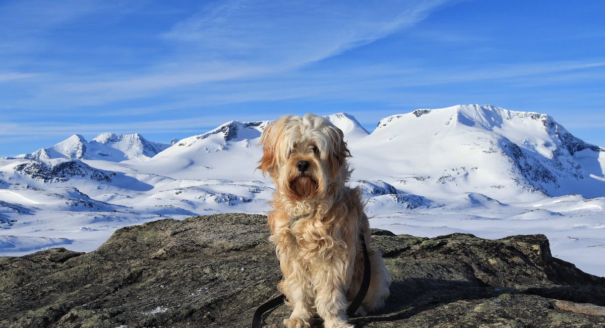 terrier tibétain