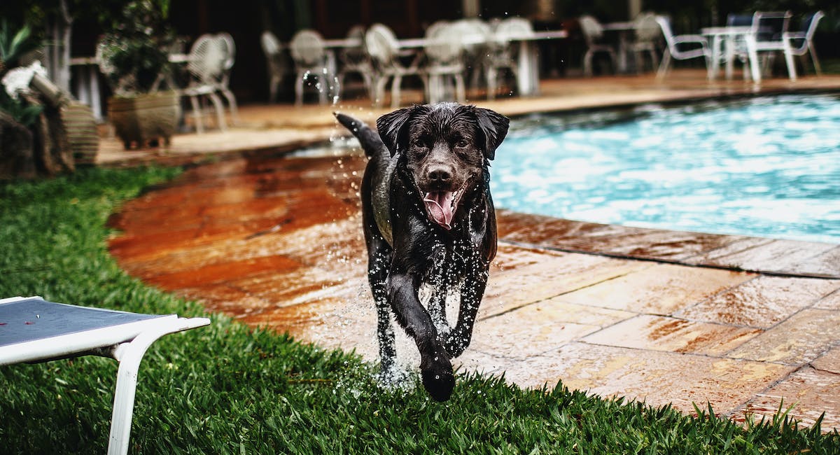 Labrador Retriever