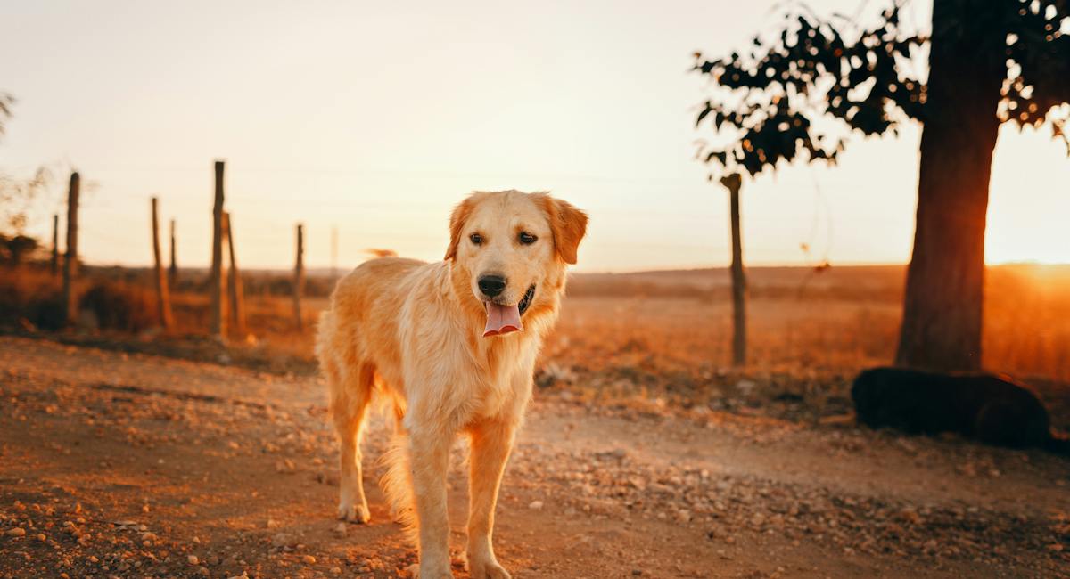 golden retriever