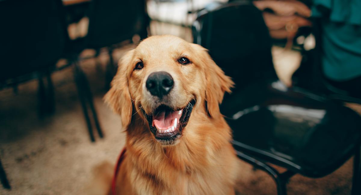 Labrador retriever