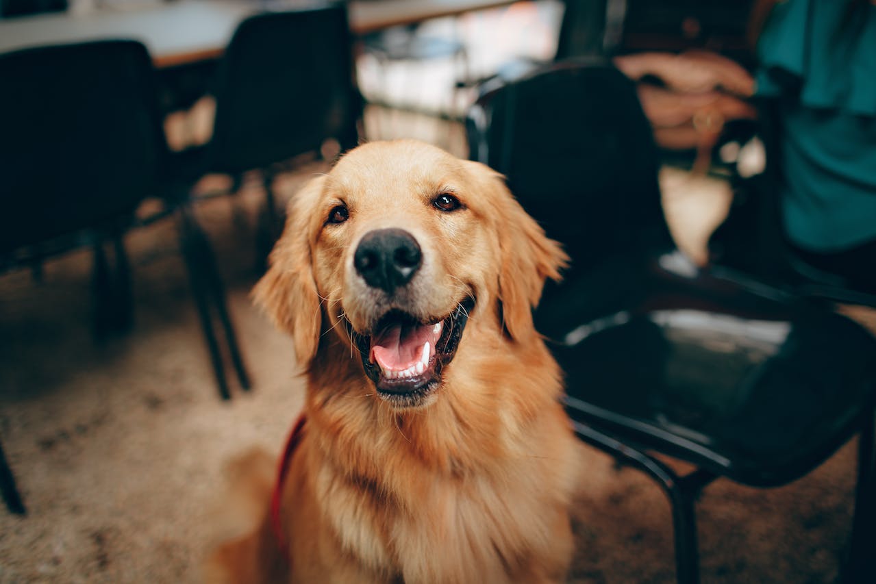 Le Labrador Retriever