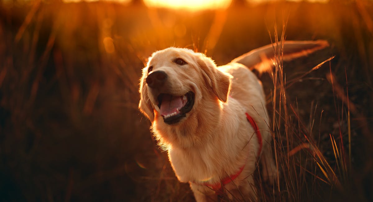 Golden Retriever