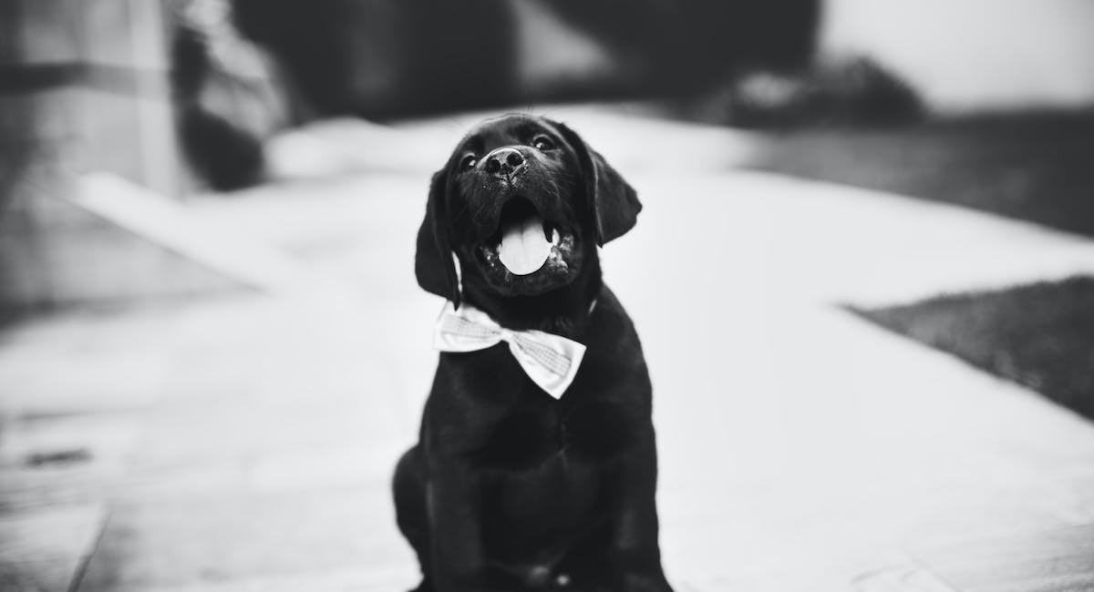 Labrador Retriever