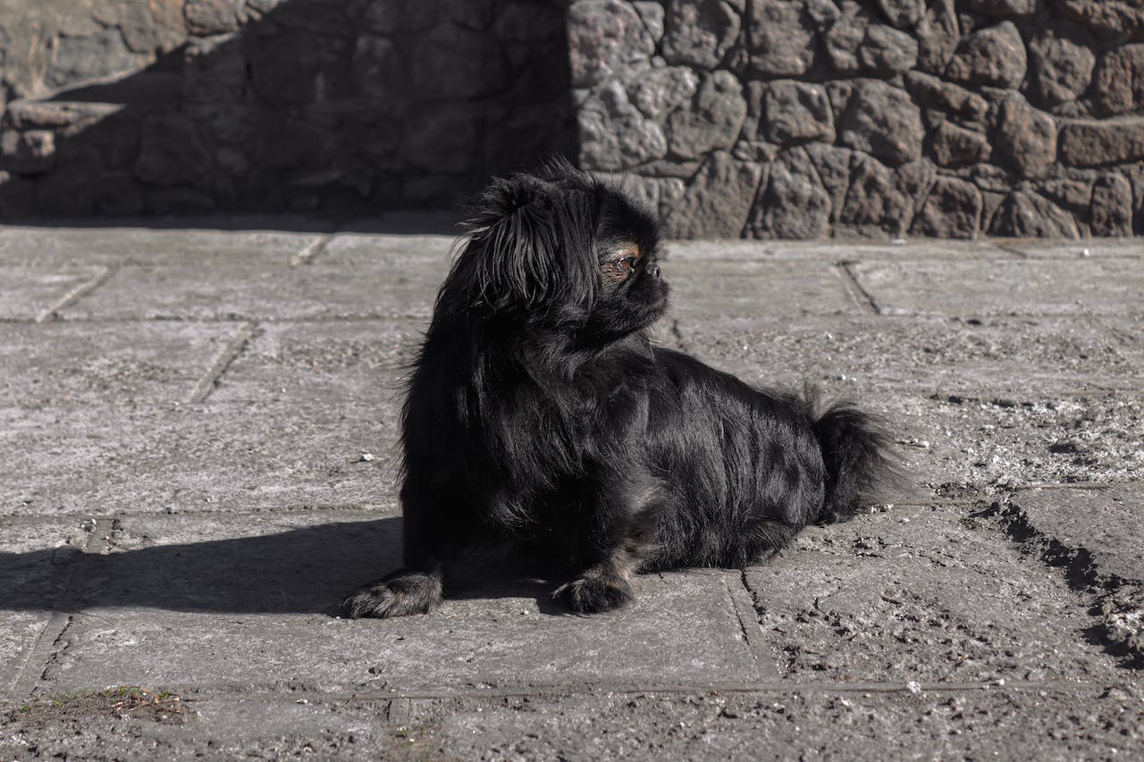 Chien Pékinois au caractère de cochon