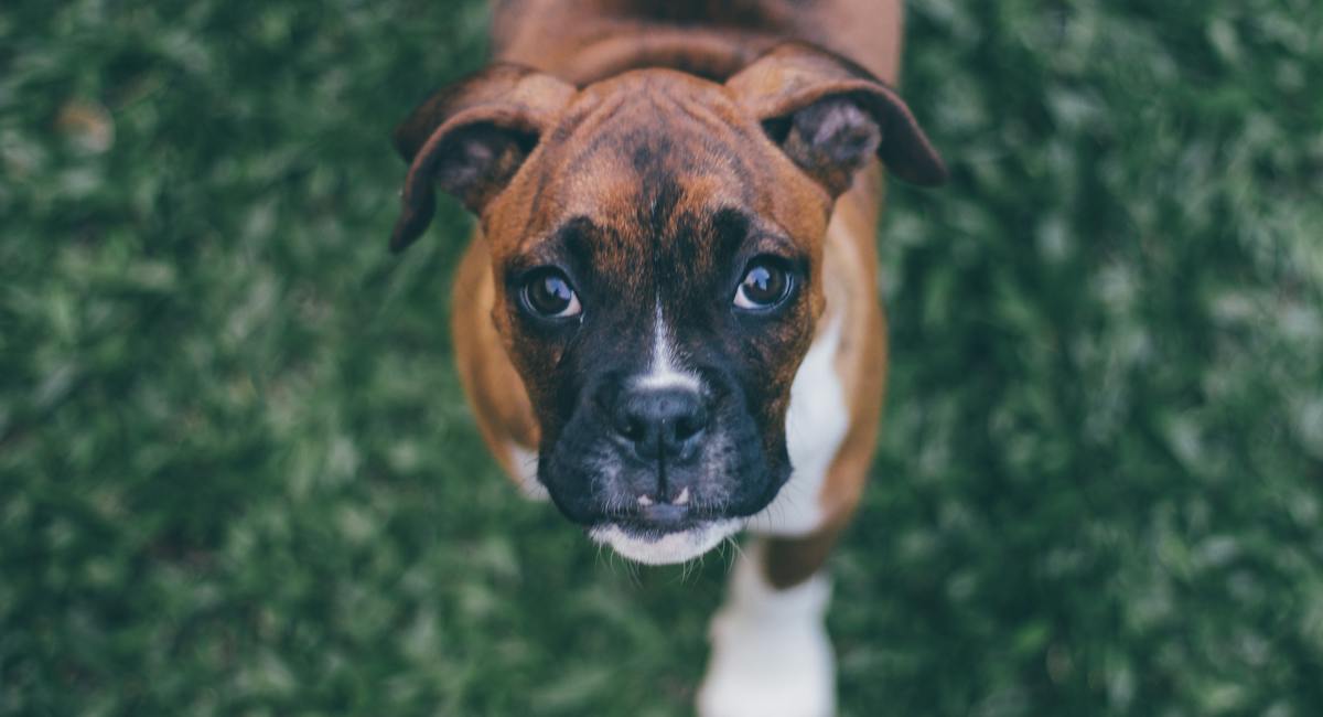 Boxer