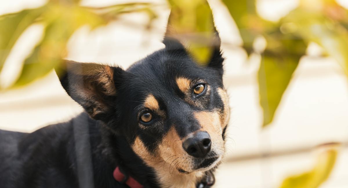 Kelpie