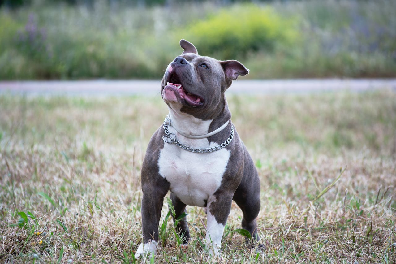 Pit Bulls