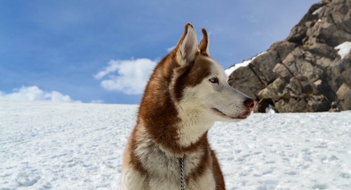 Husky Sibérien