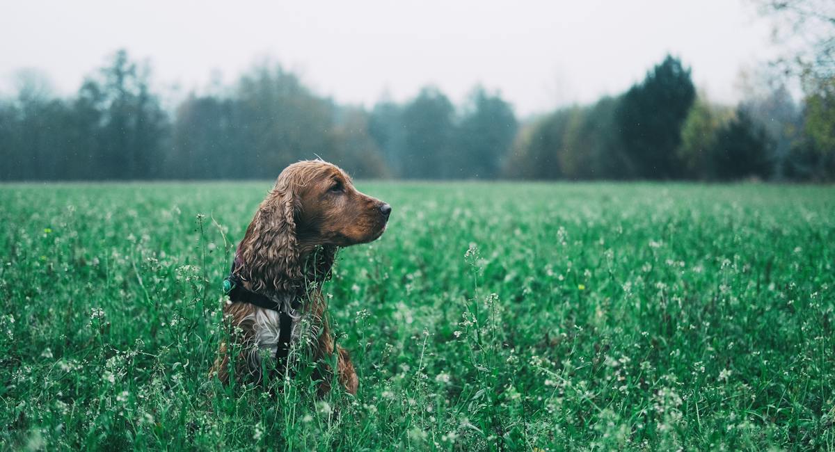 Cocker Spaniel Anglais