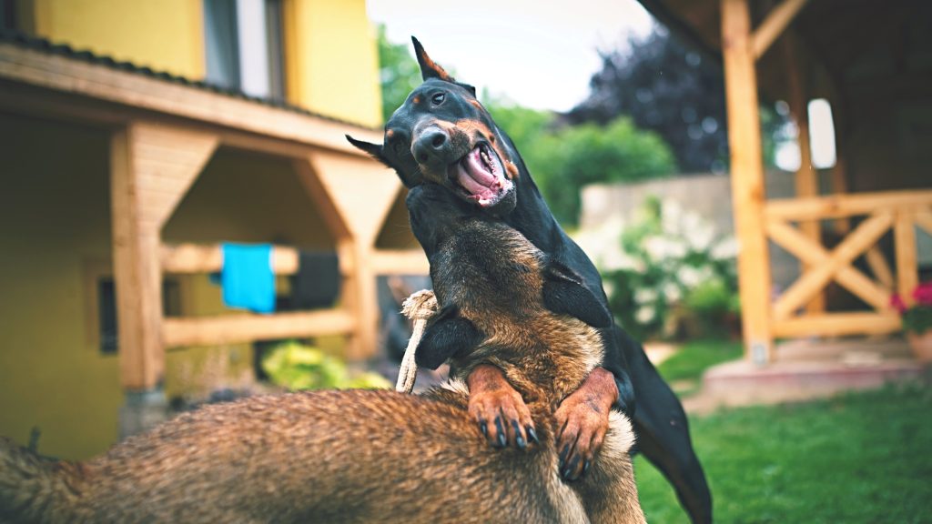 Doberman