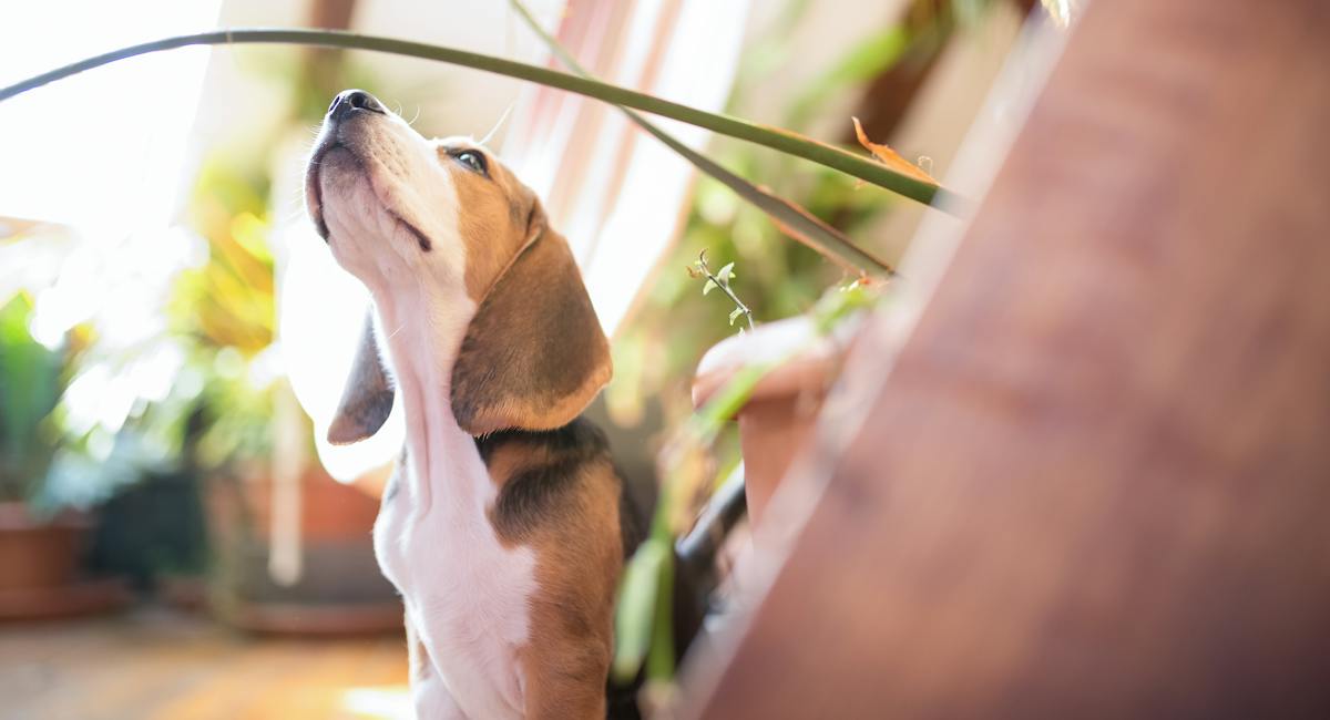 Beagle