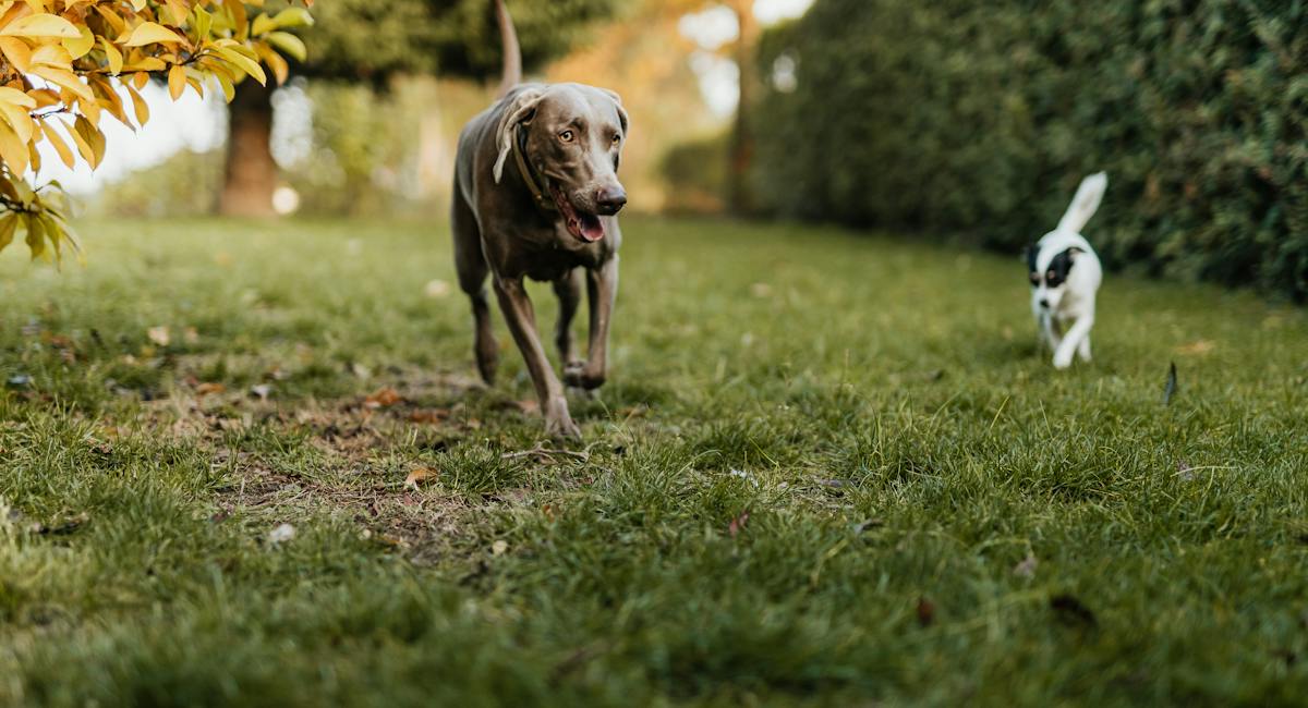 Weimaraner