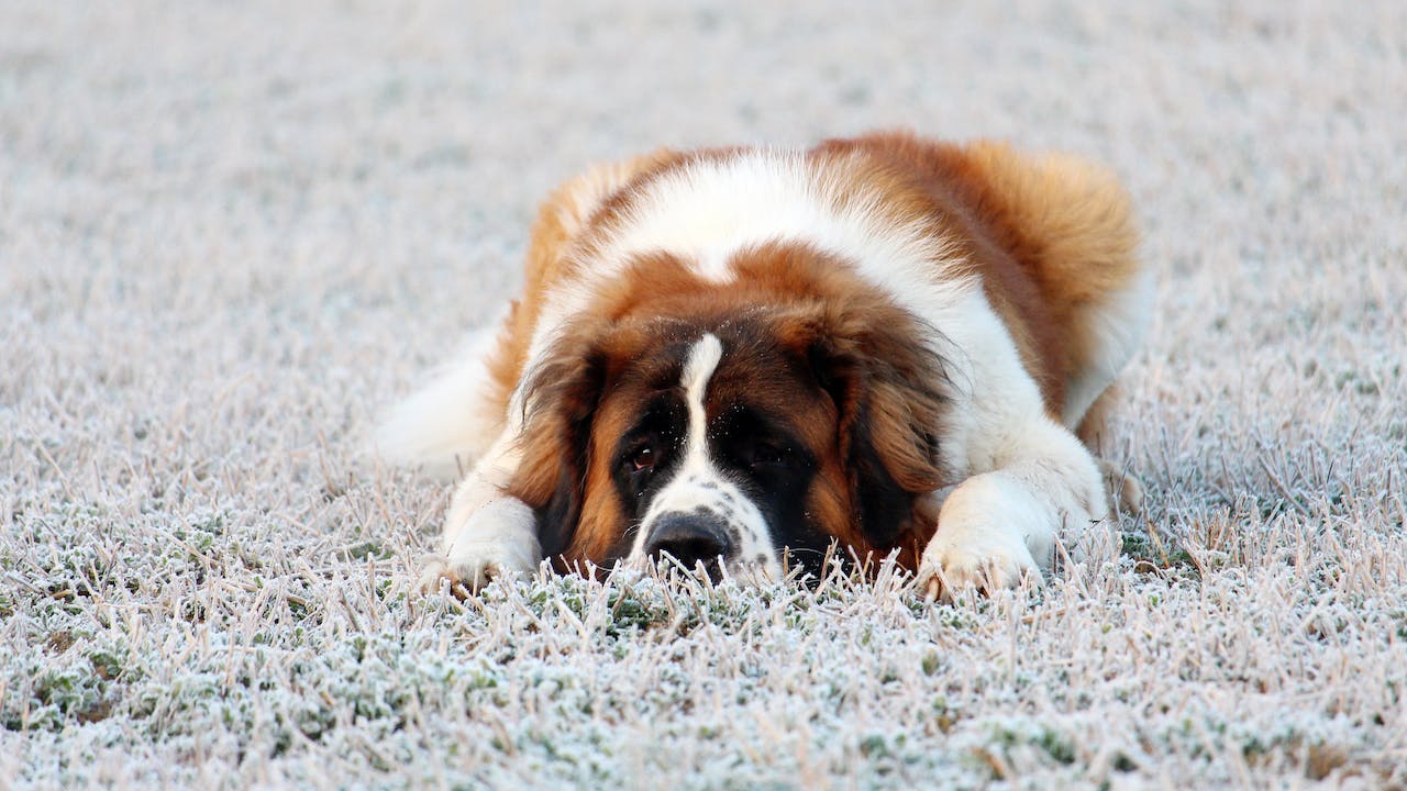 Le Saint-Bernard