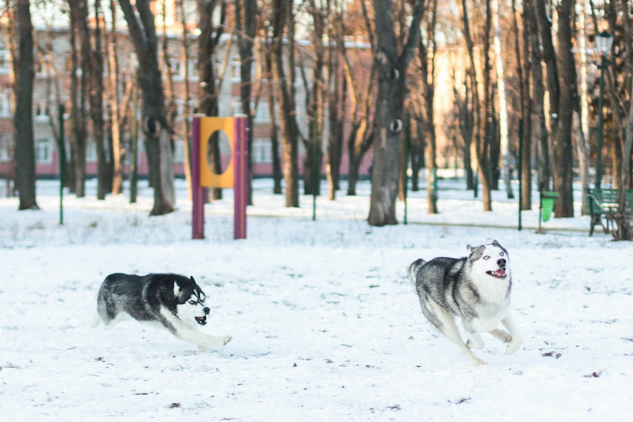 Husky Sibérien