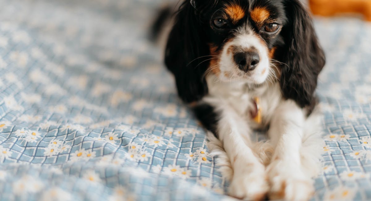 Cavalier King Charles Spaniel