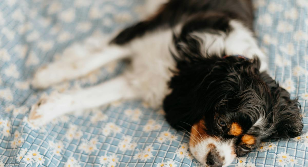 cavalier king charles spaniel