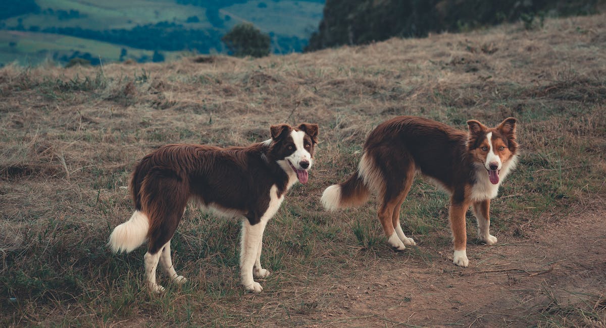 Border Collie