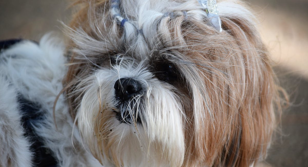 Shih Tzu