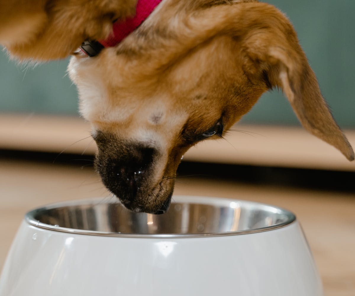 pâté maison pour chiens