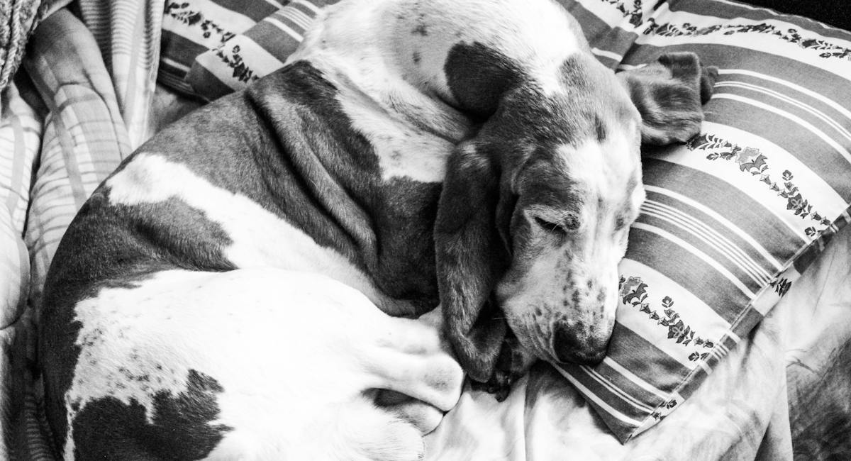 basset hound
