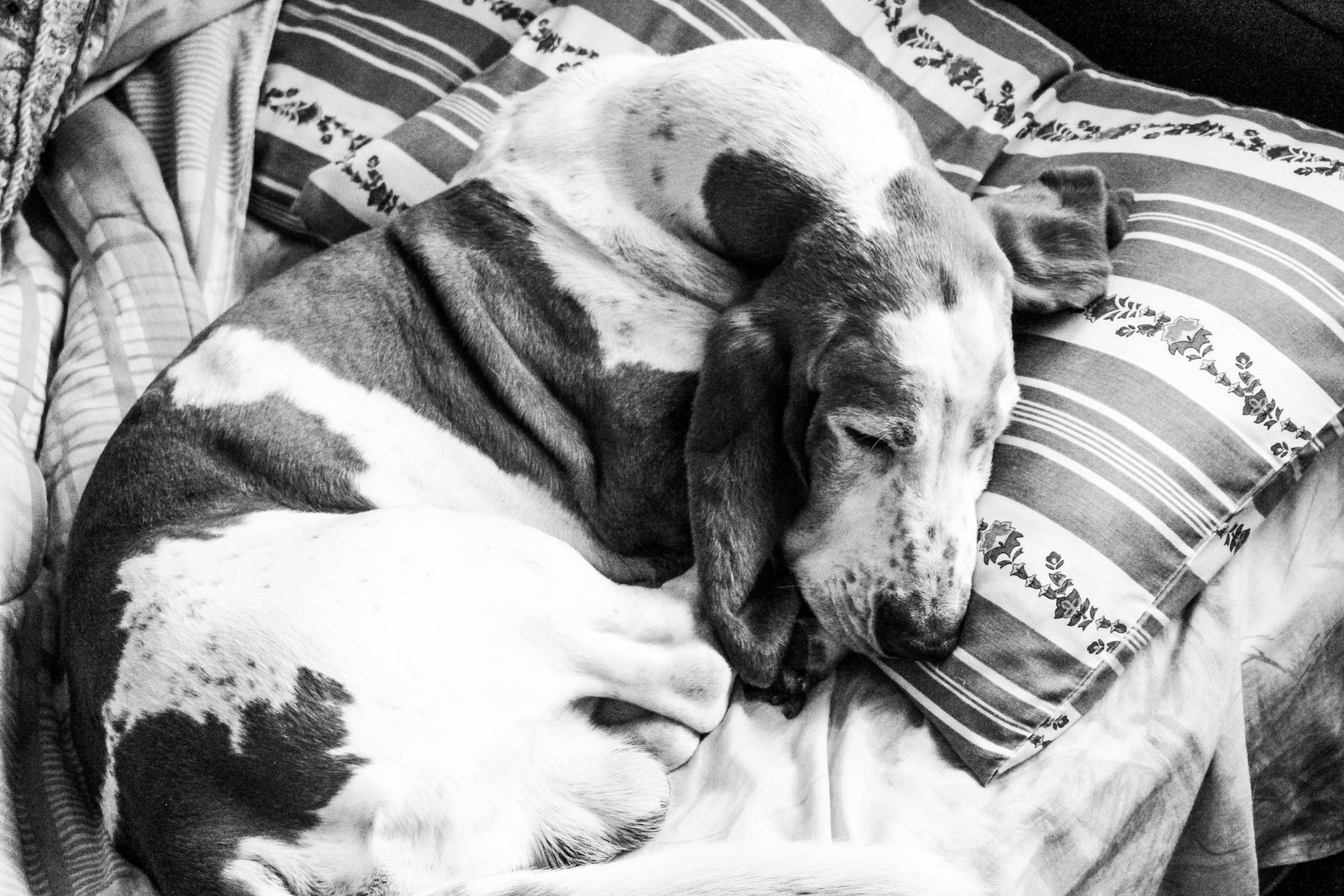 Sieste du Basset Hound