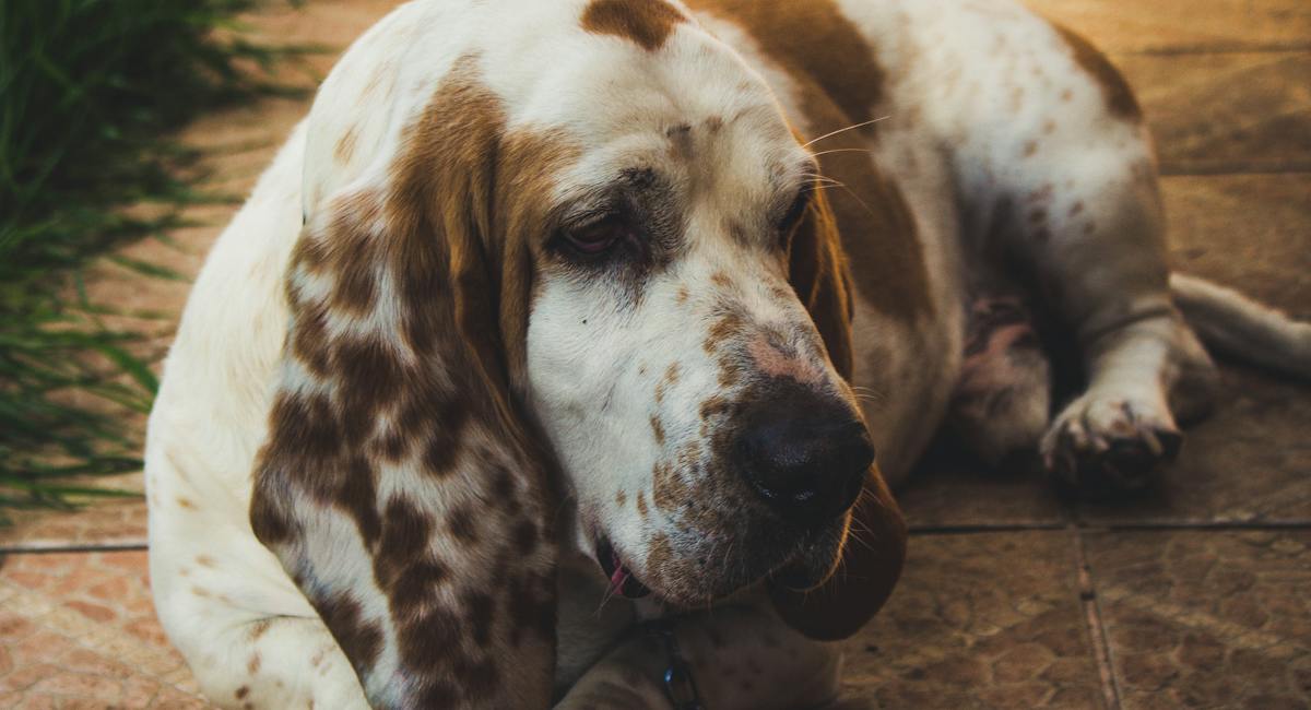 Basset Hound