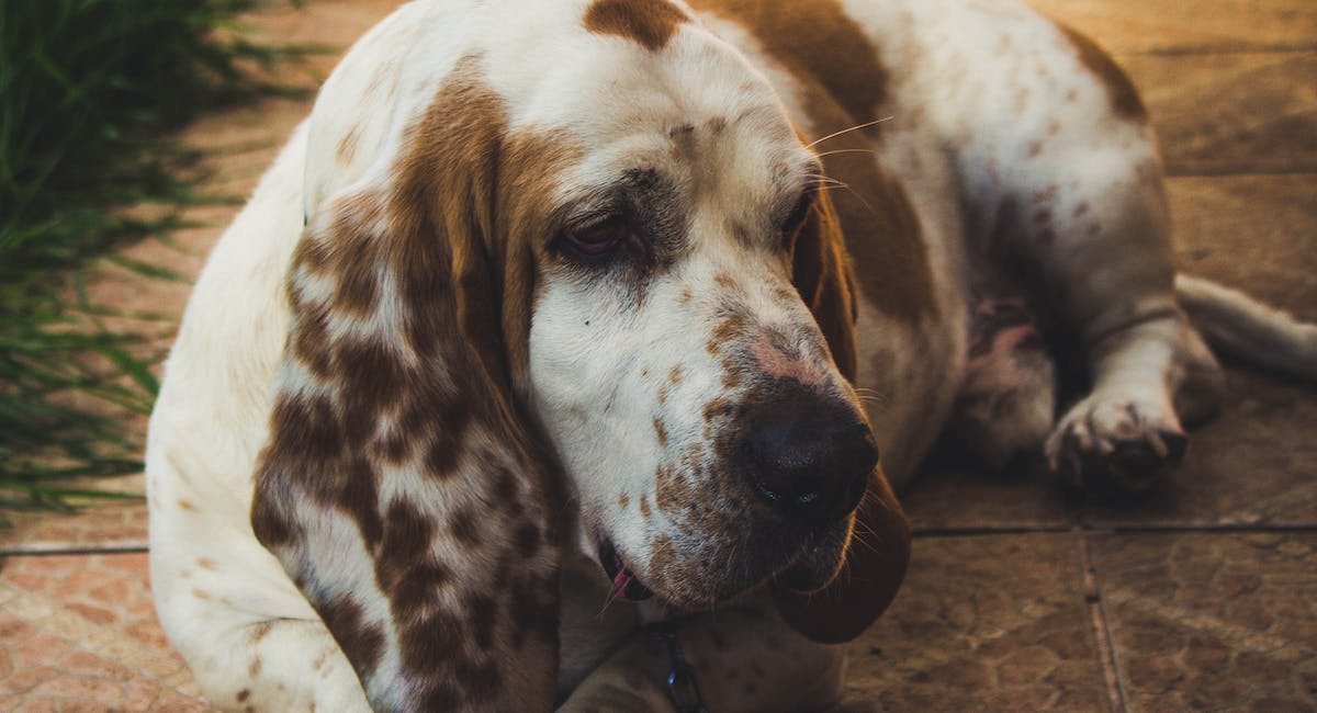 Basset Hound